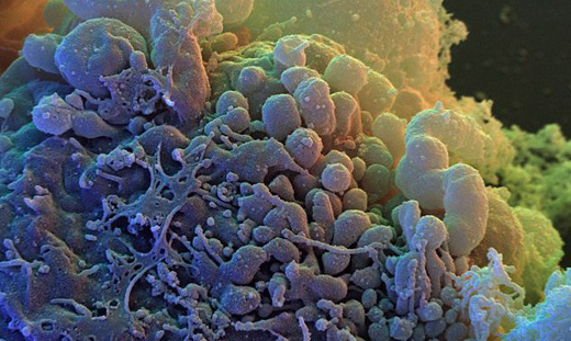 Stem cells